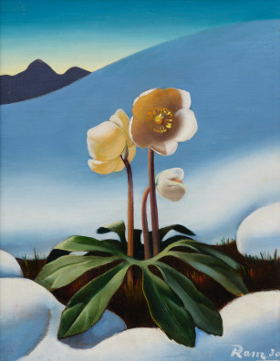 Ruggero Alfredo Michahelles - Bergblume